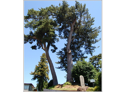 末の松山（すえのまつやま）